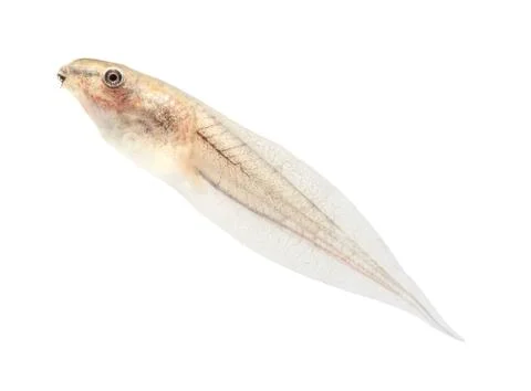 Tadpole in white background. Stock Photos