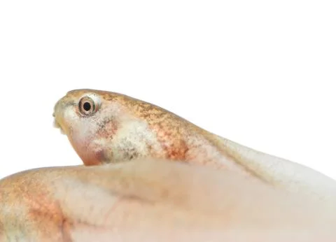 Tadpole in white background. Stock Photos