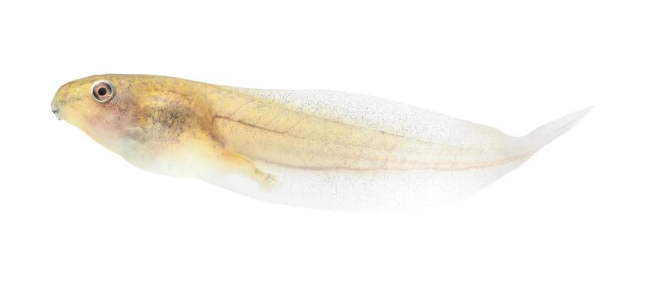 Tadpole in white background. Stock Photos