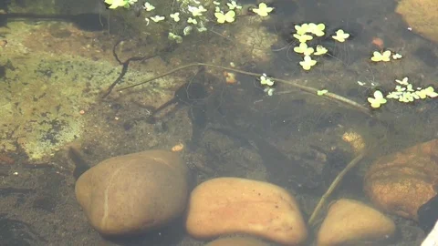 Tadpole in wildlife pond Stock Footage 76001953
