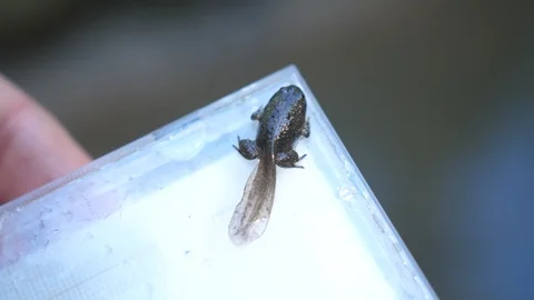 Tadpole yellow-bellied toad on a CD case. Stock Footage 95542297