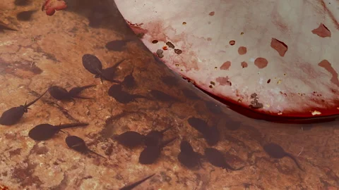 Tadpoles 1 Video stock 310253411