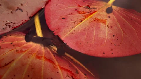 Tadpoles 2 Video stock 310253579