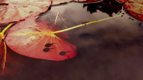 Tadpoles 3 Video stock 310253835