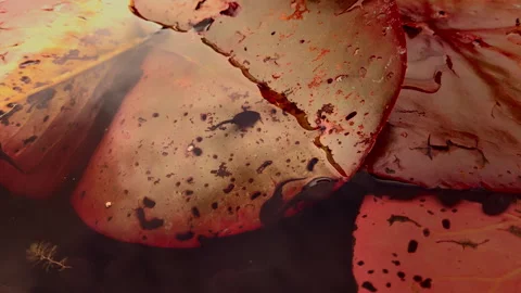 Tadpoles 4 Video stock 310254122