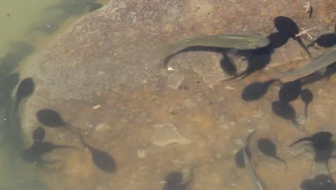 Tadpoles and fish Video stock 11226710