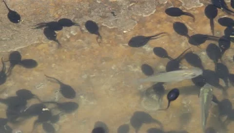 Tadpoles and fish in water Stock Footage
