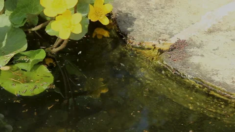 Tadpoles and marsh marigolds in a pond Stock Footage 139881853