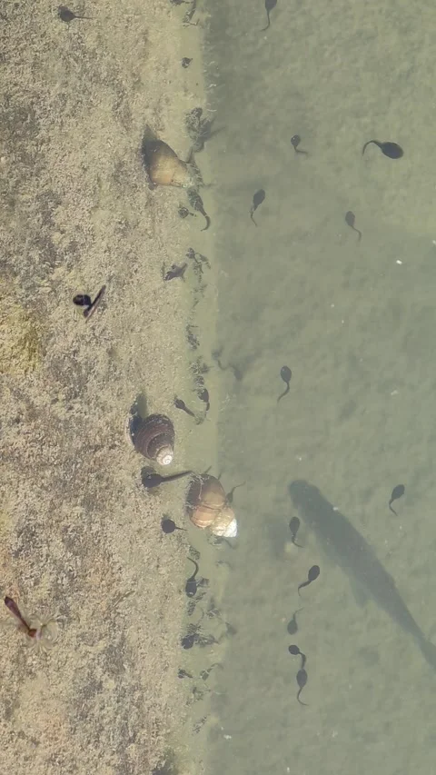 Tadpoles and snails eating algae in fres... | Stock Video | Pond5