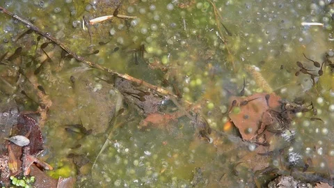 Tadpoles and spawn Video stock 103802692