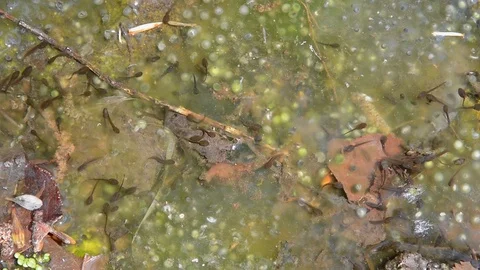 Tadpoles and spawn in water Stock Footage 102148684