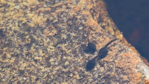 Tadpoles ar browsing lichen together with tiny water bugs Stock Footage 118907668