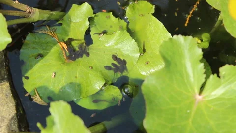 Tadpoles basking in the sun on the leaves of marsh marigolds 2 Stock Footage 138435802