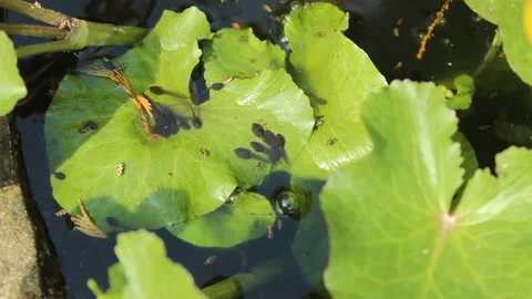 Tadpoles basking in the sun on the leaves of marsh marigolds Stock Footage 138435825