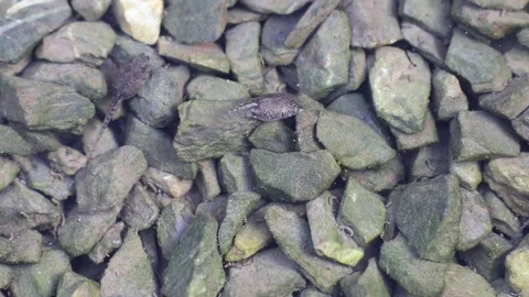 Tadpoles defecate while eating algae on stones in the water Stock Footage 95753643