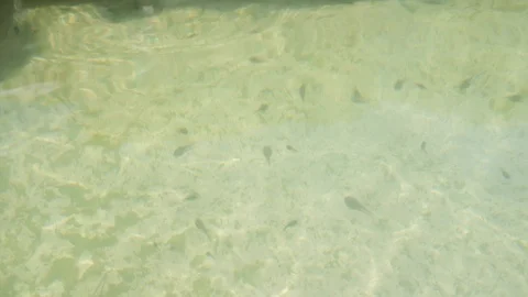 Tadpoles diving through the water in spring Stock Footage 115347925