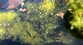 Tadpoles feeding on algae in pond nature frog toad water life HD Footage
