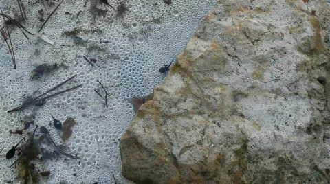 Tadpoles 動画素材 766906