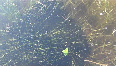 Tadpoles 스톡 동영상 23464986