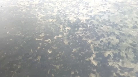 Tadpoles Vídeo Stock 51584075
