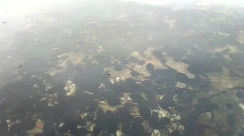 Tadpoles Vídeo Stock 51584556