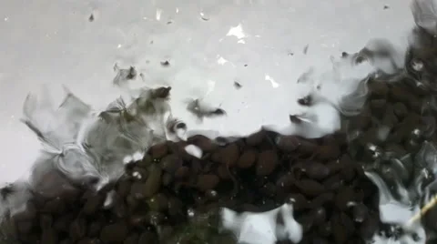 Tadpoles Vídeo Stock 51584985