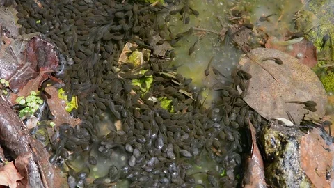 Tadpoles Stock Footage 104132602