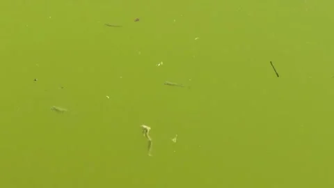 TADPOLES Stock Footage 135030804