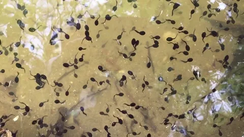 Tadpoles Stock Footage 168514598