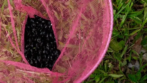 Tadpoles Vidéo 197631185