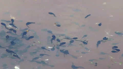 Tadpoles Stock Footage 295504014