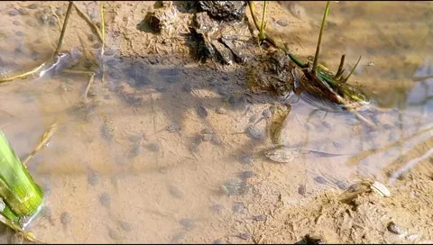 Tadpoles Stock Footage 296885595