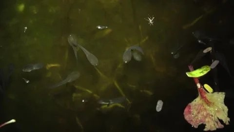 Tadpoles of Four-lined Tree Frog, Malaysia Vídeos de archivo 334949038