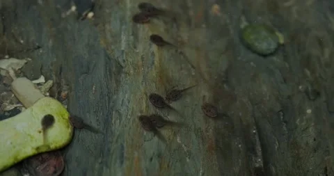 Tadpoles of frogs Stock Footage 137651770