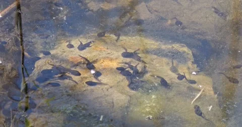 Tadpoles Grey Toad Bufo Bufo in slow motion Video stock 308092816