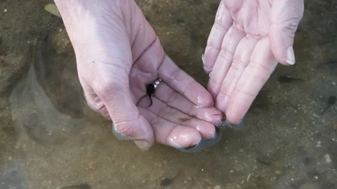 Tadpoles in a hand, Spain Stock Footage 234451658