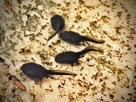Tadpoles Stock Photos