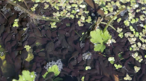 Tadpoles in a Pond Video stock 23137466