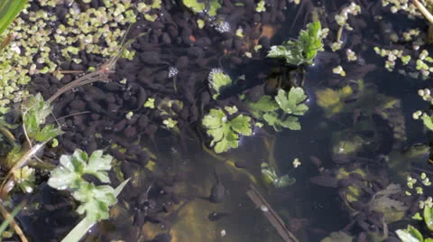 Tadpoles in a Pond Stock Footage 23196608