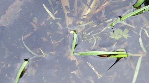 Tadpoles in the pond Stock Footage 37535720