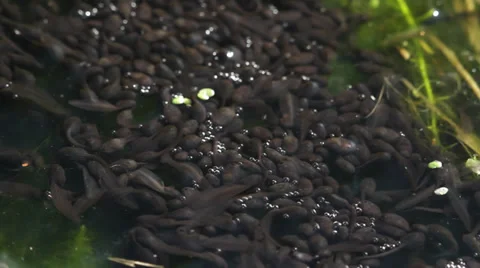 Tadpoles in pond Stock Footage 37953512
