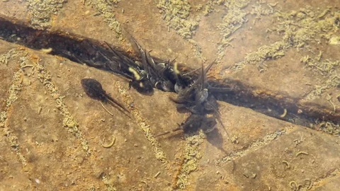 Tadpoles in a pond Stock Footage