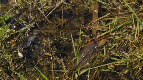 Tadpoles in the pond. Video stock 90101817
