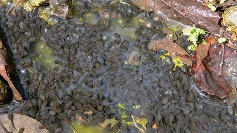 Tadpoles in pond Video stock 103566520