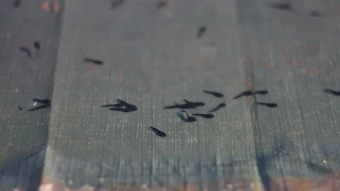 Tadpoles in the pond Stock Footage 149737464