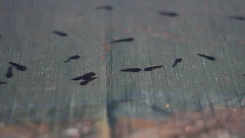 Tadpoles in the pond Stock Footage 149737465