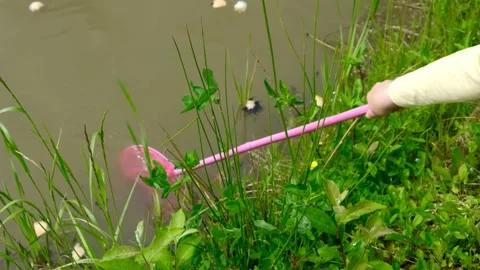 Tadpoles in the pond. Stock-Footage 197631234