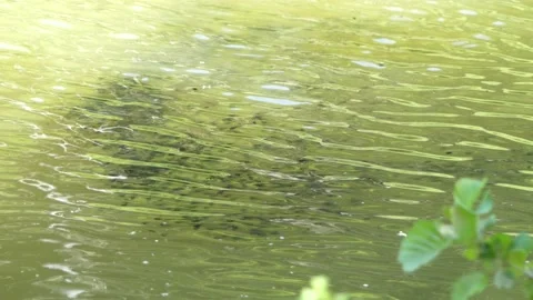 Tadpoles in the pond Stock Footage 243486588