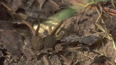 Tadpoles in a pond in spring Stock Footage 272796437