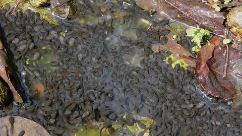 Tadpoles in river Video stock 104531822